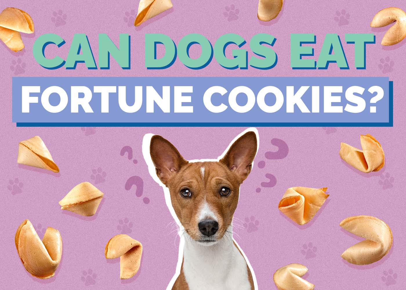 Dog Fortune Cookies: Should You Let Your Pet Try One?