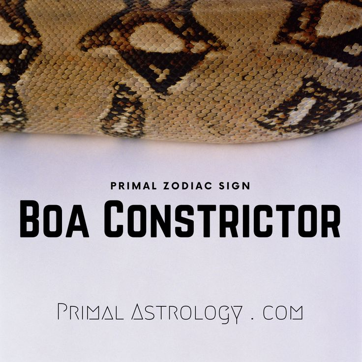 Aquarius Snake Primal Astrology: The Boa Constrictor